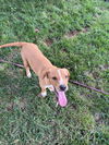 Dewey