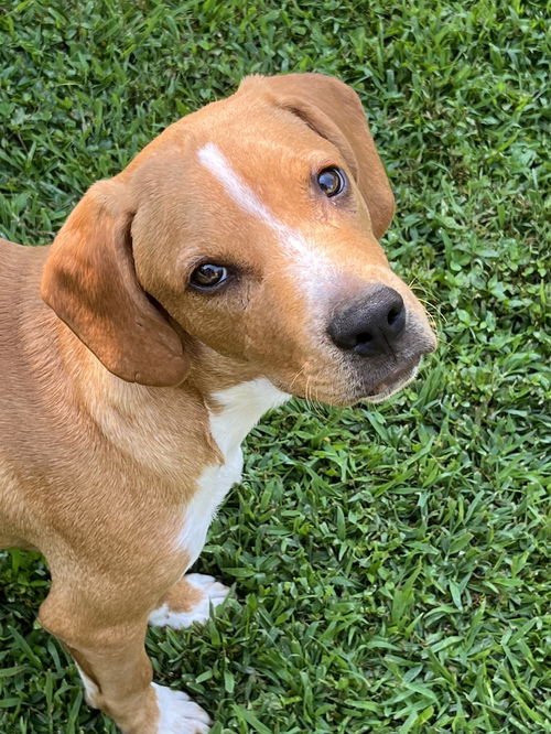 Dewey