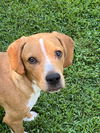 Dewey
