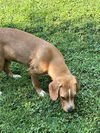 Dewey