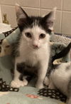 Pip