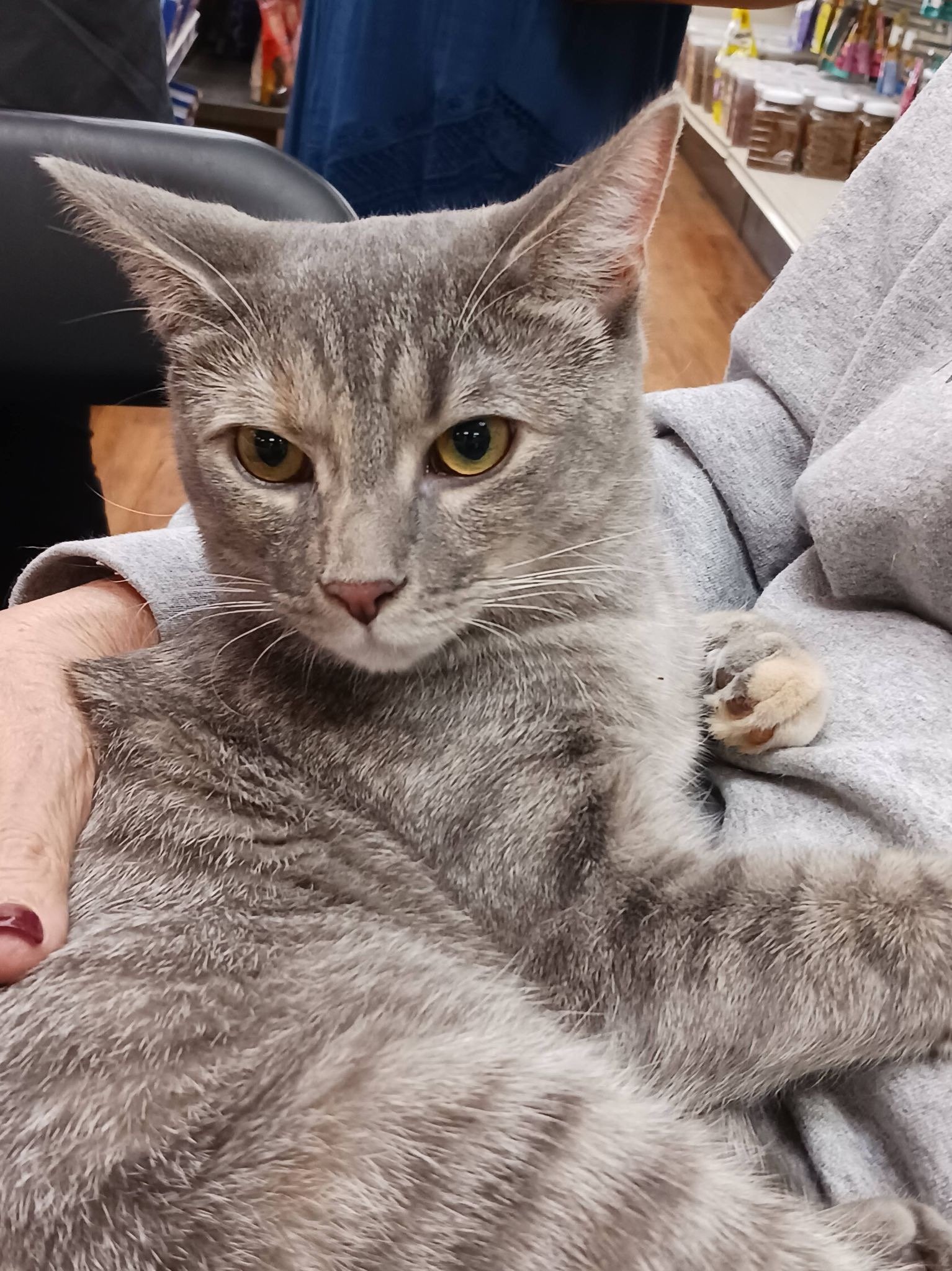 adoptable Cat in Lewisville, NC named Delilah