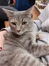 adoptable Cat in , NC named Delilah