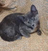 Dottie
