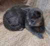 Dottie