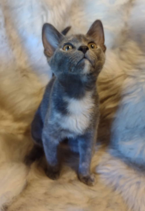 Dottie