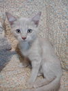 Emilio