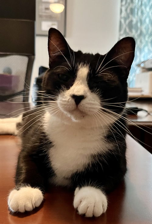 Gracie