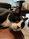 Gracie