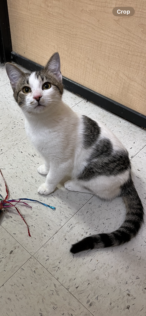 Finn