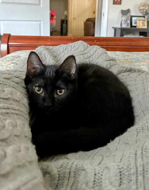 gigi