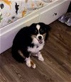 adoptable Dog in rural hall, NC named Saint