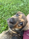 Evie