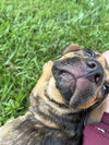 Evie