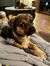 Evie
