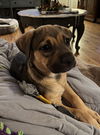 Evie