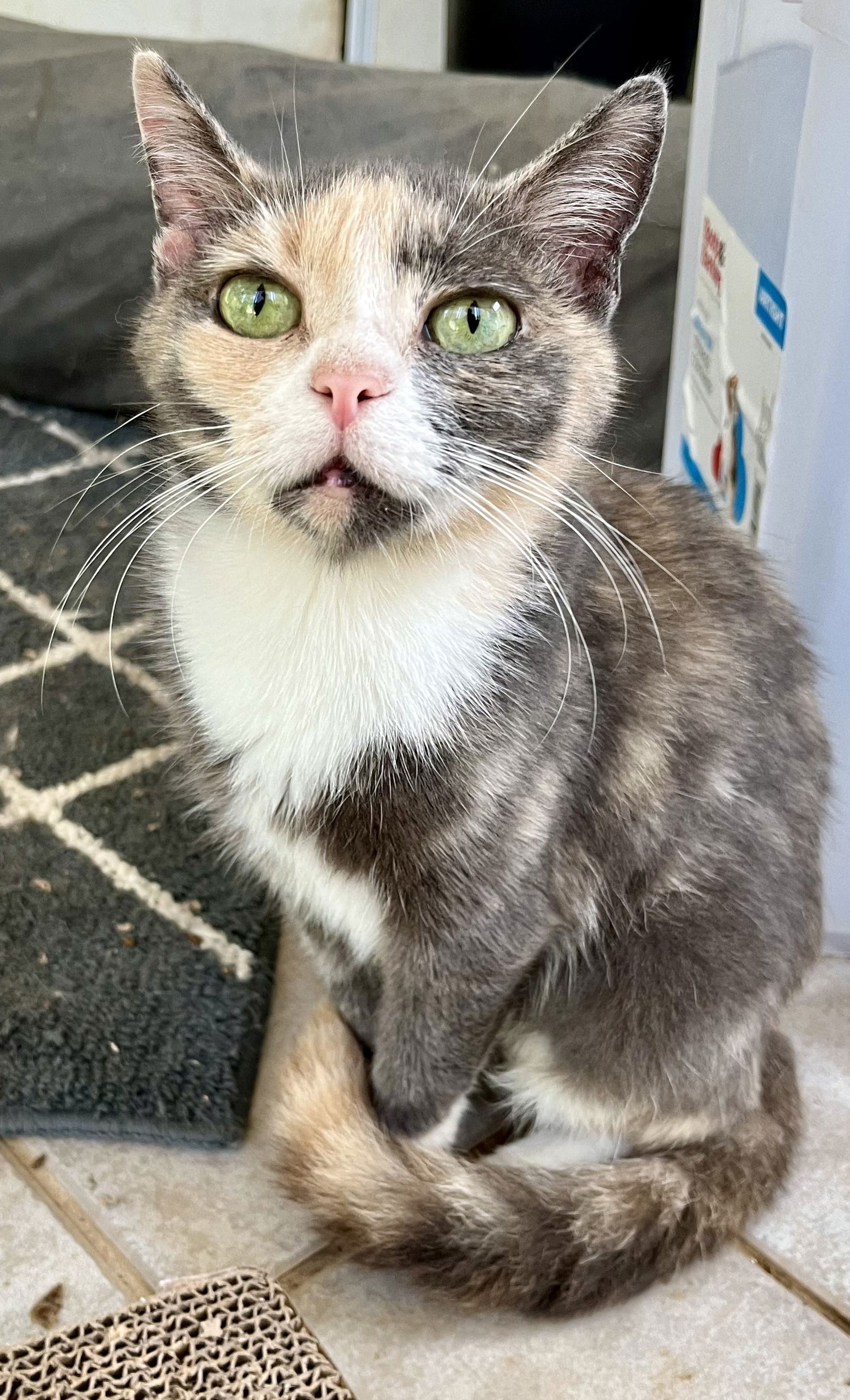 adoptable Cat in Rural Hall, NC named Calista