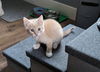 Bijou