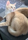 Bijou