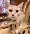 Bijou