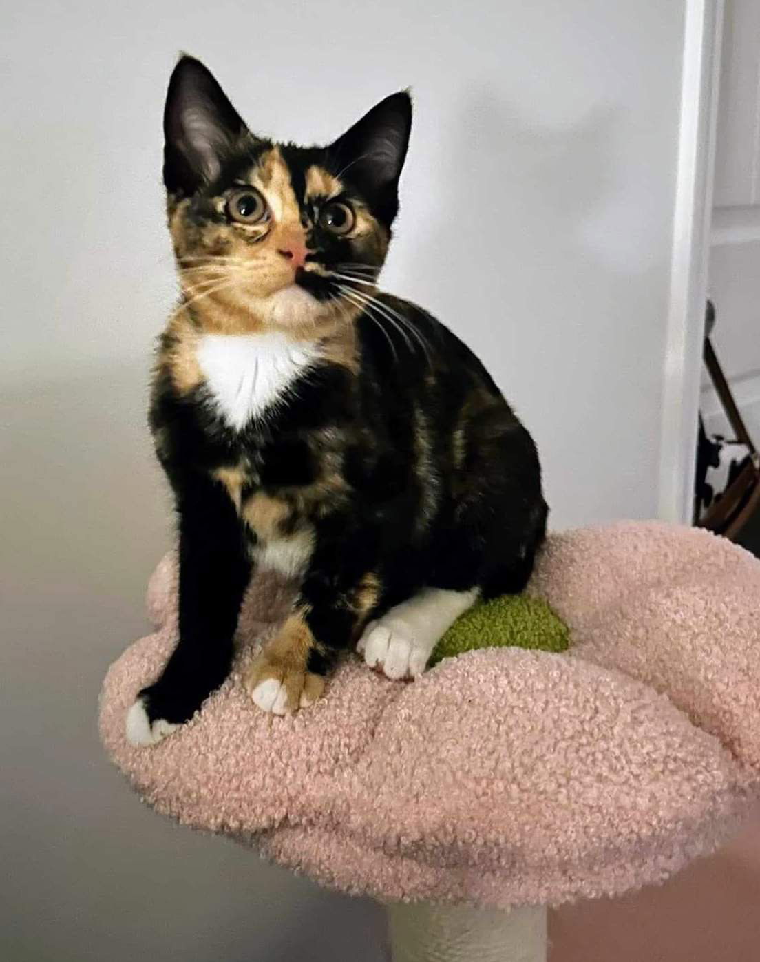 adoptable Cat in Rural Hall, NC named Sabrina