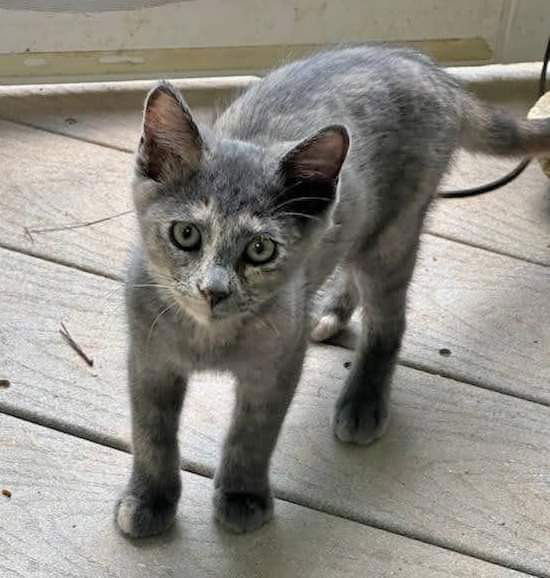 adoptable Cat in Rural Hall, NC named Sloan