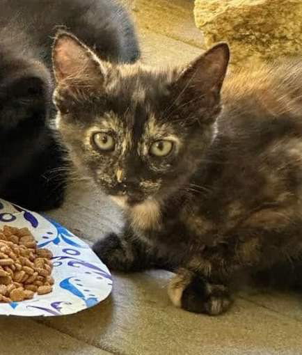 adoptable Cat in Rural Hall, NC named Sylvie