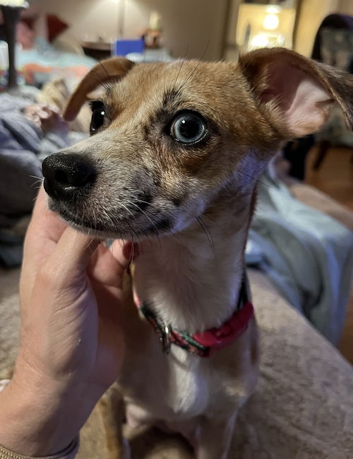 Harper