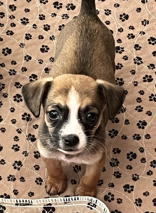 Macie