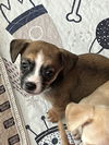 Macie