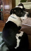 Sam