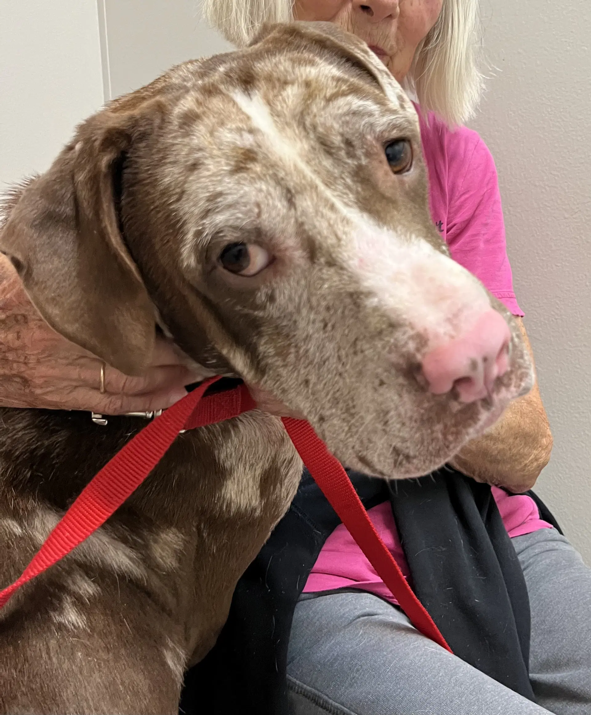 Jasper - Catahoula Leopard Dog