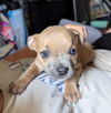 Maggie