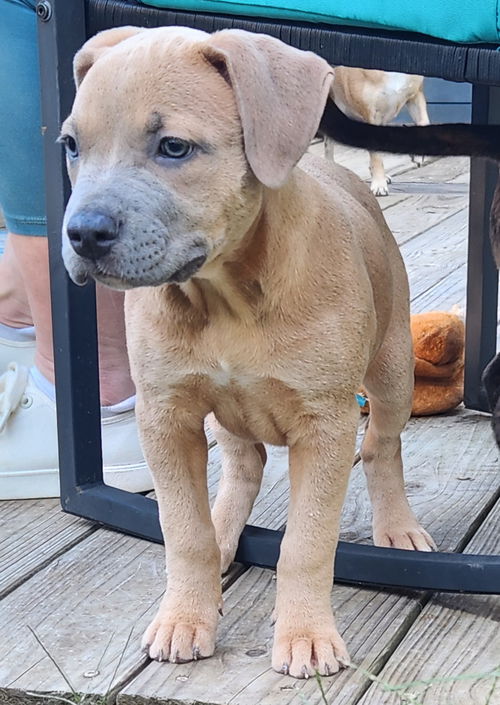 Maggie