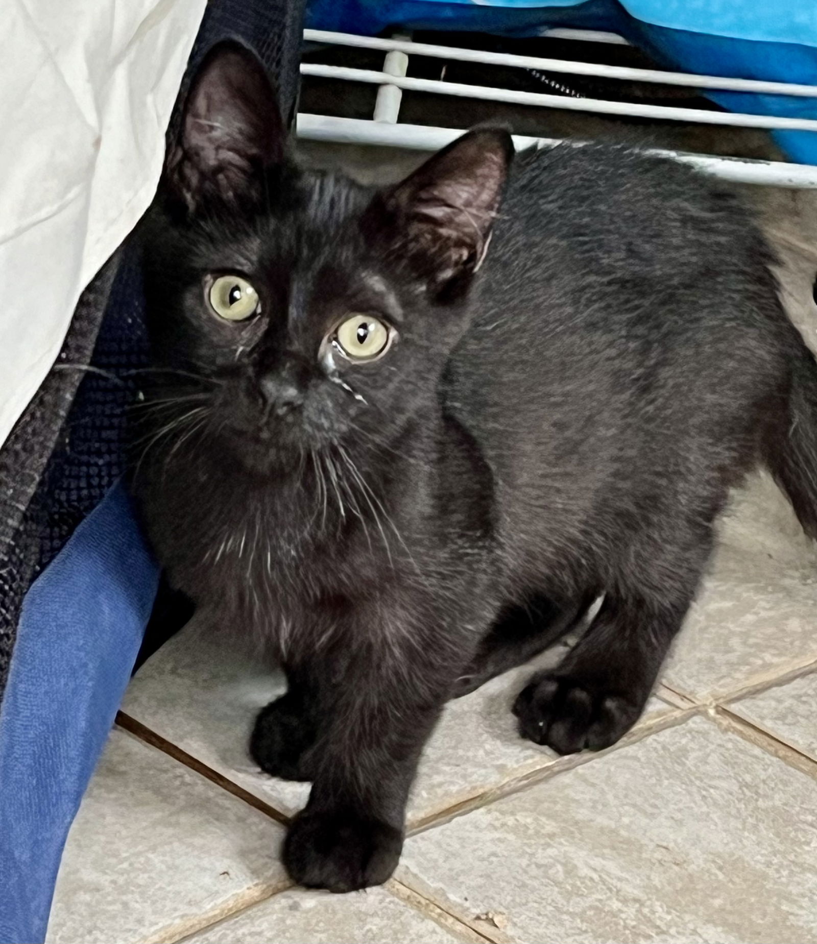 adoptable Cat in Rural Hall, NC named Lil Bear