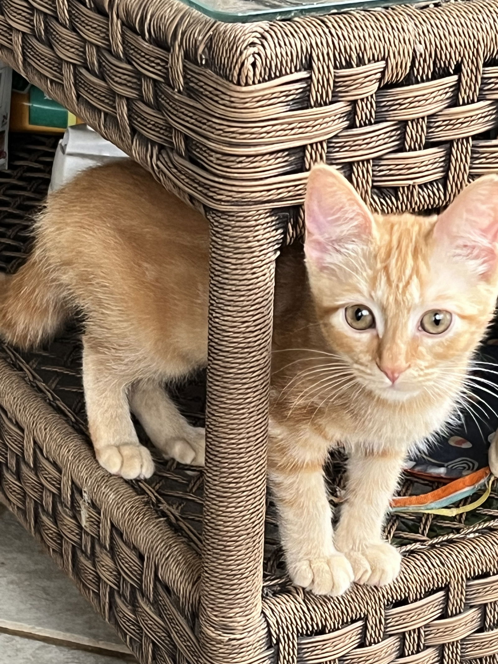 adoptable Cat in Rural Hall, NC named Luna