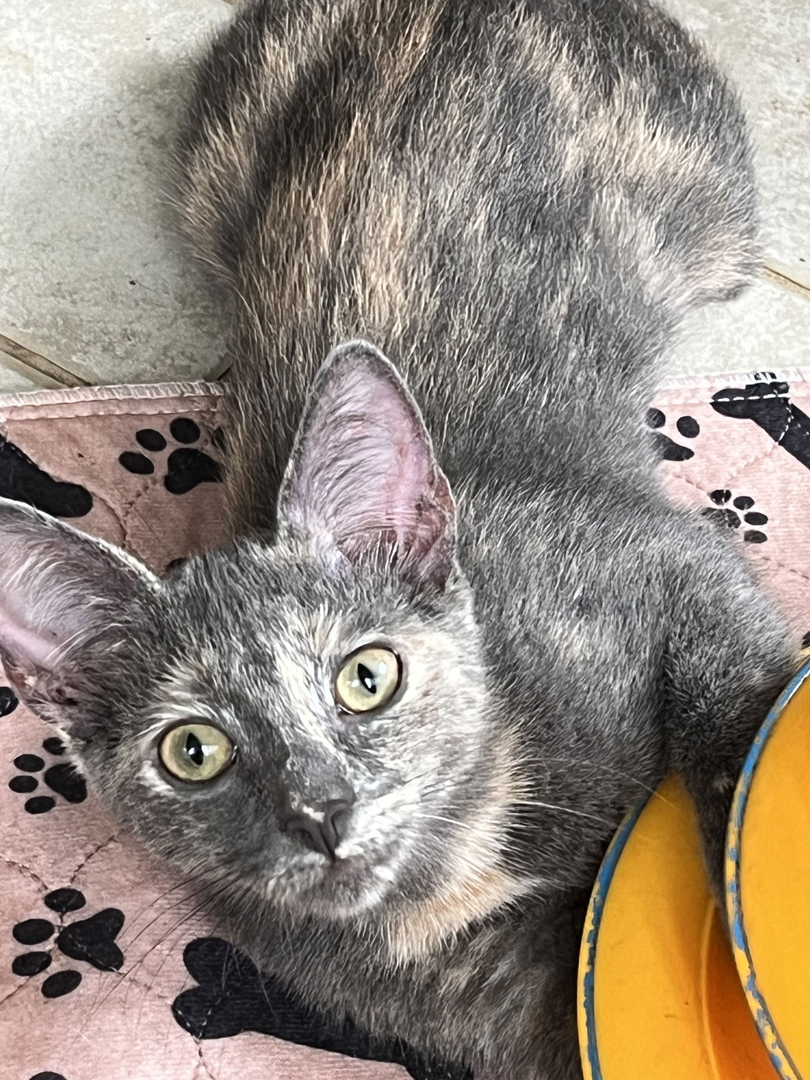 adoptable Cat in Rural Hall, NC named Millie