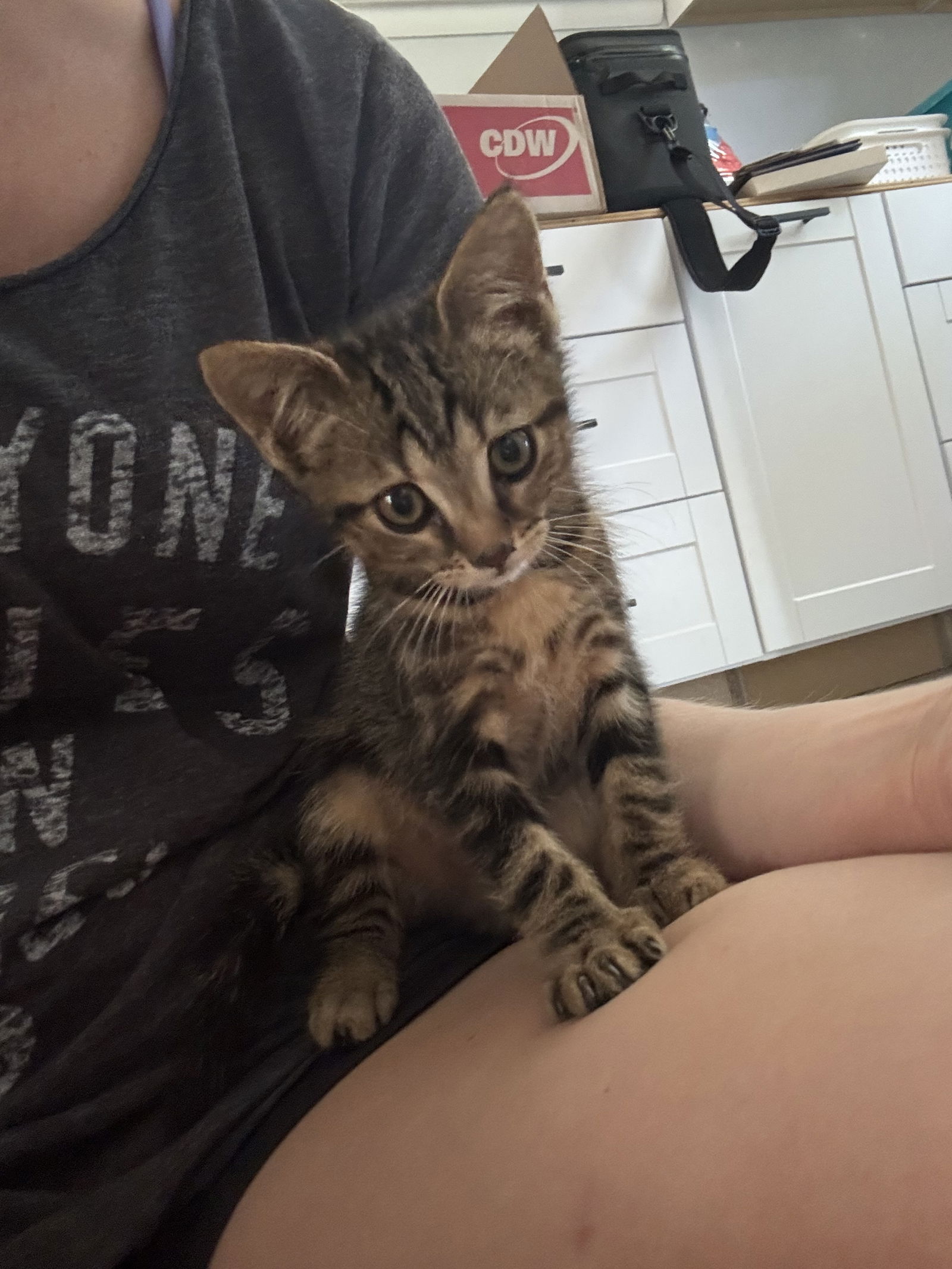 adoptable Cat in Rural Hall, NC named McMuffin