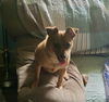 Sadie Mae