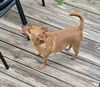Sadie Mae