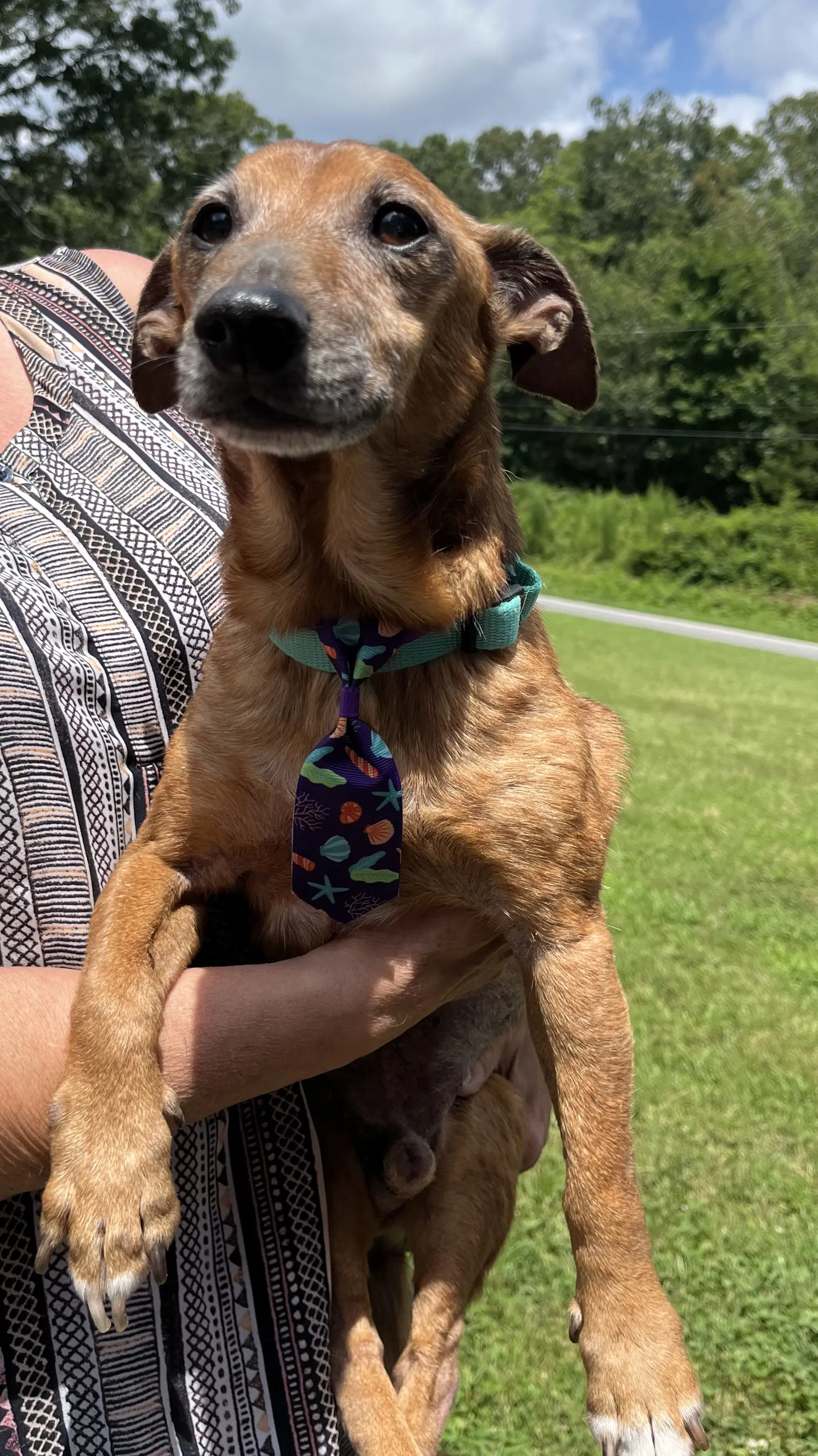 Frederick - Dachshund
