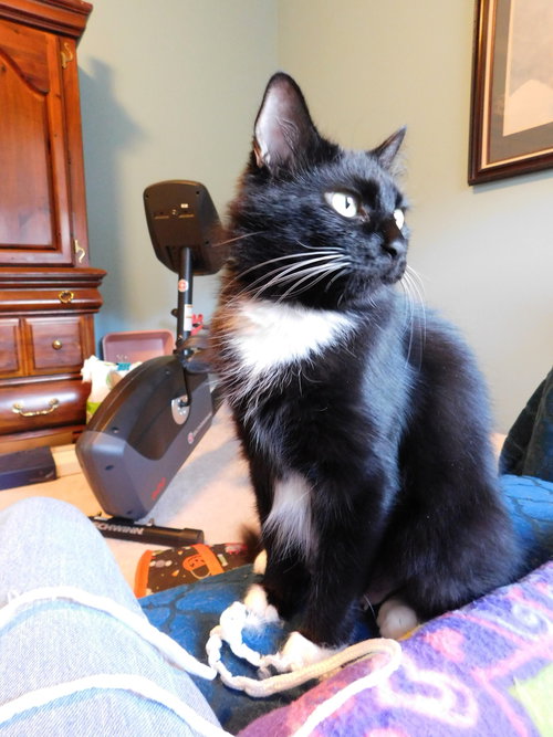 LOTTIE - Tuxedo available for adoption