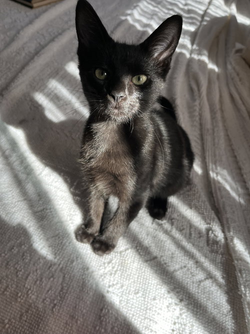 INDEPENDENCE “INDY” - Domestic Short Hair available for adoption