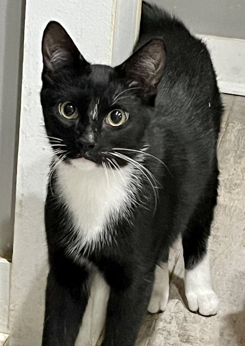 STRIPE - Tuxedo available for adoption