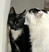 Stripe - Photo 2