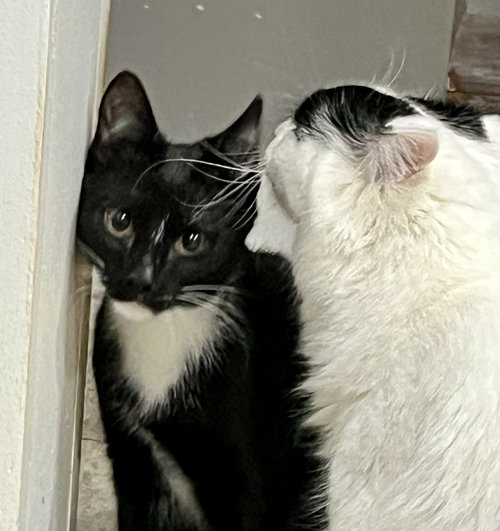 STRIPE - Tuxedo available for adoption