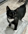 Stripe - Photo 3