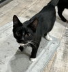 Stripe - Photo 4