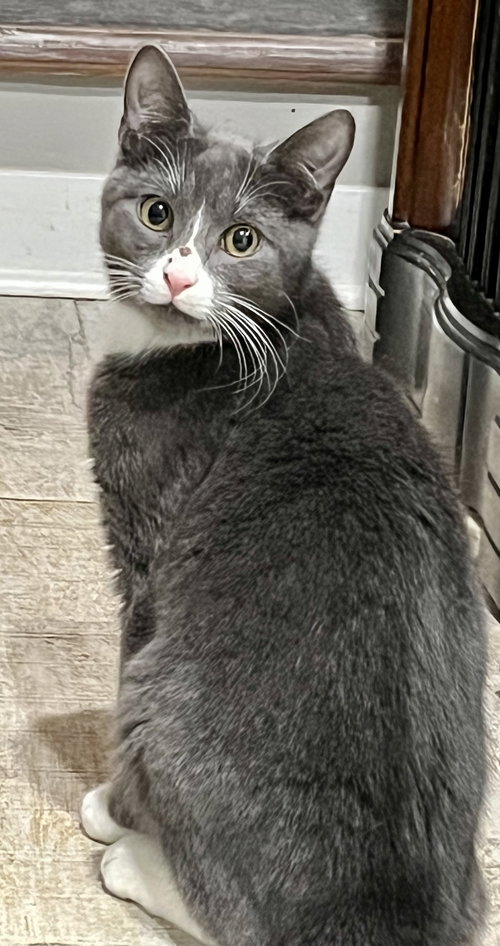 STAR - Tuxedo available for adoption