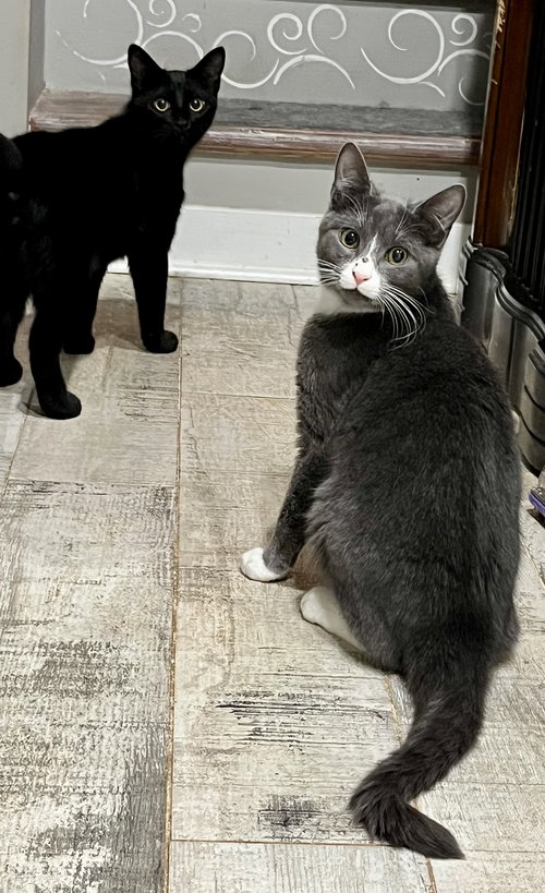 STAR - Tuxedo available for adoption